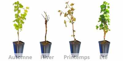 Les plants de treille sont des vignes qui évoluent au fil des quatre saisons.