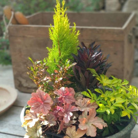 Assortiment pour bac ou jardinière – Jeu de contrastes - Lot de 6 plants