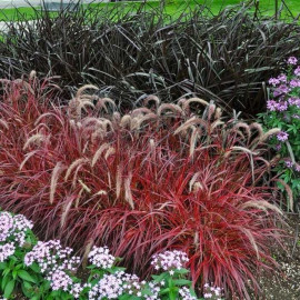 Pennisetum setaceum 'Fireworks'® - Herbe aux écouvillons multicolore