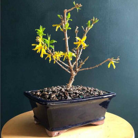 Forsythia intermedia 'Minigold' - Mimosa de Paris nain
