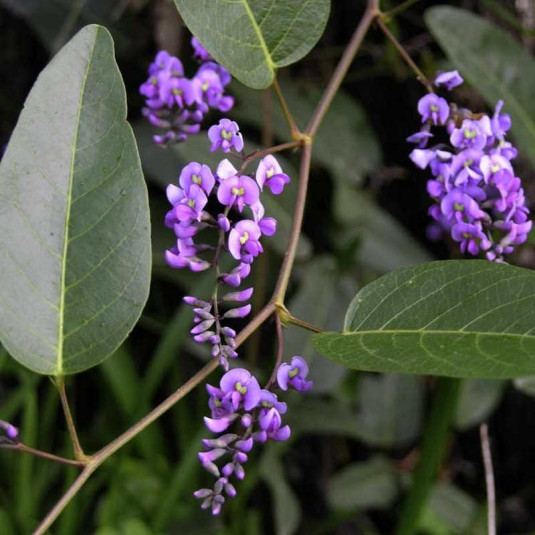 Glycine australienne - Vente Hardenbergia violacea à fleurs mauves