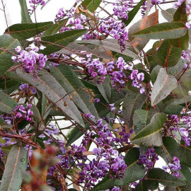 Hardenbergia violacea - Glycine australienne à fleurs mauves