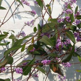 Hardenbergia violacea - Glycine australienne à fleurs mauves