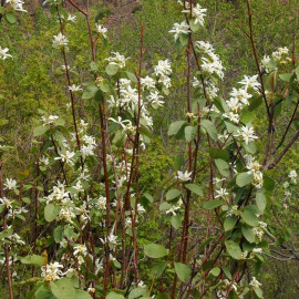 Amelanchier alnifolia 'Cusickii' - Amélanchier de Cusick à fruits comestibles