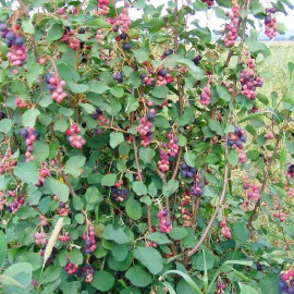 Amelanchier alnifolia 'Cusickii' - Amélanchier de Cusick à fruits comestibles