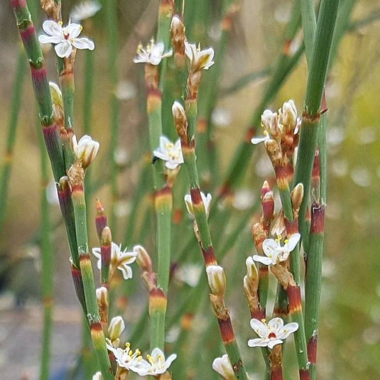 Polygonum scoparium - Renouée à balais vivace