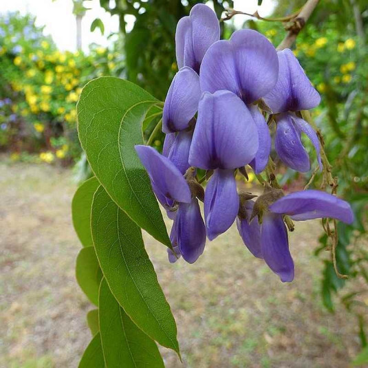 Bolusanthus speciosus - Glycine en arbre africaine