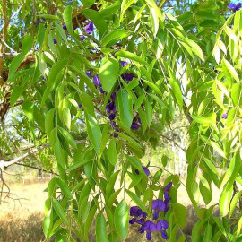 Bolusanthus speciosus - Glycine en arbre africaine