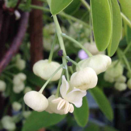 Akebia quinata 'Alba' - Akébie à cinq feuilles et fleurs blanches - Vigne chocolat parfumée