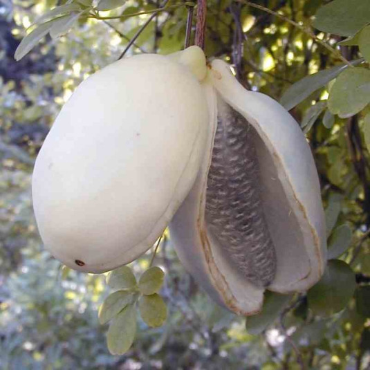 Akebia Cinq Feuilles Alba 1L La Plante S'enroule étroitement