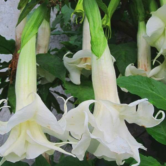 Brugmansia cordata 'Double White' - Datura à fleurs doubles blanches