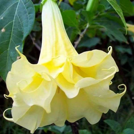 Brugmansia cordata 'Double Yellow' - Datura à fleurs doubles jaunes
