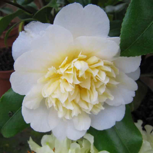 Camellia japonica 'Brushfield’s Yellow' * - Camélia d'hiver blanc à cœur jaune