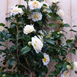 Camellia japonica 'Brushfield’s Yellow' * - Camélia d'hiver blanc à cœur jaune
