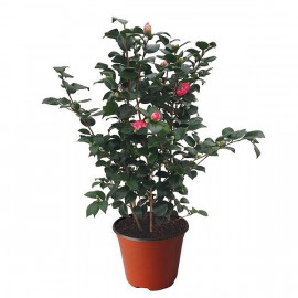 Camellia japonica 'Princess Baciocchi' * - Camélia à fleurs rouges imbriquées