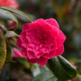 Camellia japonica 'Princess Baciocchi' * - Camélia à fleurs rouges imbriquées