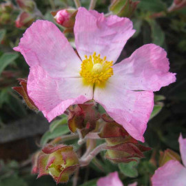Cistus x lenis 'Grayswood Pink' - Ciste couvre-sol rose du soleil