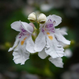 Prostanthera lasianthos 'Badja Peak' - Menthe australienne à fleurs d'orchidée