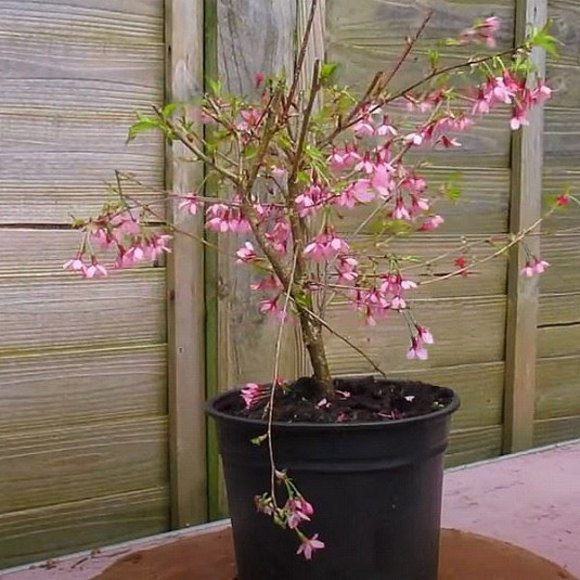 Prunus incisa 'Paean' - Cerisier nain du Japon à fleurs roses
