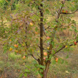 Pommier ancien - Pomme de l'Estre - Malus communis 'Reinette de Brive'