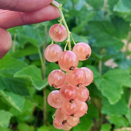 Ribes rubrum 'Gloire des Sablons' - Groseillier à grappes roses