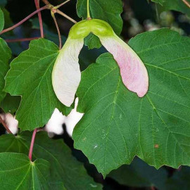 Acer opalus - Érable d'Italie à feuilles d'obier