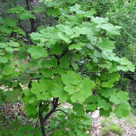 Acer opalus - Érable d'Italie à feuilles d'obier