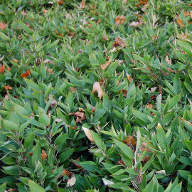 Shibataea kumasaca - Bambou nain à feuilles de ruscus