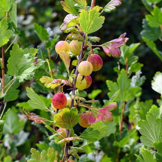 Ribes uva-crispa 'Pixwell' - Groseillier à maquereau rose lie de vin
