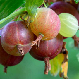 Ribes uva-crispa 'Pixwell' - Groseillier à maquereau rose lie de vin