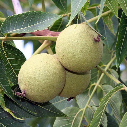 Juglans nigra Vente noyer noir d'Amérique — free download