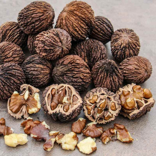Juglans nigra Vente noyer noir d'Amérique — free download