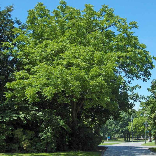 Juglans nigra Vente noyer noir d'Amérique — free download