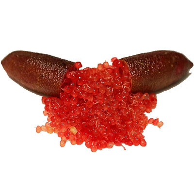 Microcitrus australasica 'Red' - Citron caviar perle rouge - Lime d'Australie