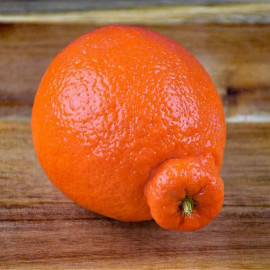 Citrus tangelo 'Minneola' - Agrume hybride de tangerine et pomelo