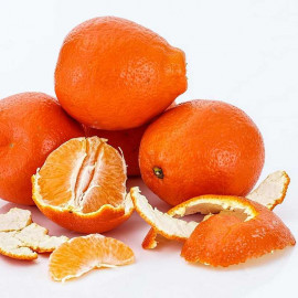 Citrus tangelo 'Minneola' - Agrume hybride de tangerine et pomelo