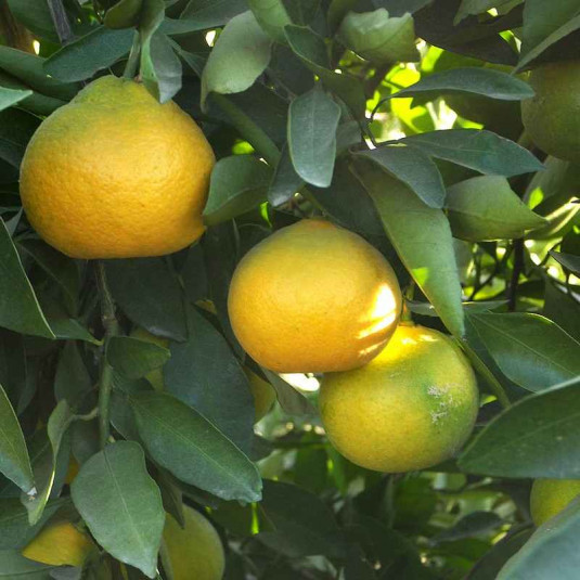 Citrus unshiu 'Miyagawa' - Mandarinier Satsuma