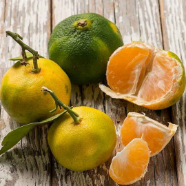 Citrus unshiu 'Miyagawa' - Mandarinier Satsuma