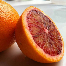 Citrus sinensis 'Sanguinea' - Orange sanguine