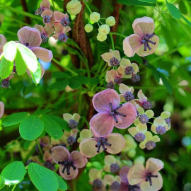 Akebia quinata 'Silver Bells' - Akébie à cinq feuilles odorante - Vigne chocolat à fleurs argentées