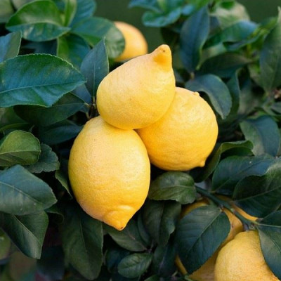 Citron doux sans pépins - Citrus lemon 'Cappuccio'