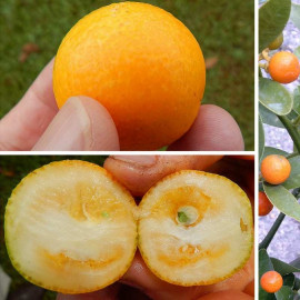 Citrus fortunella 'Meiwa' - Kumquat rond sucré