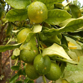 Citrus fortunella 'Meiwa' - Kumquat rond sucré