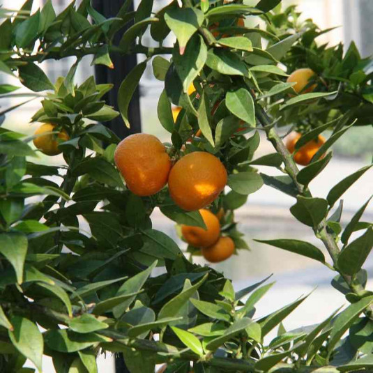 Citrus aurantium 'Myrtifolia' - Mandarinier chinois - Chinotto