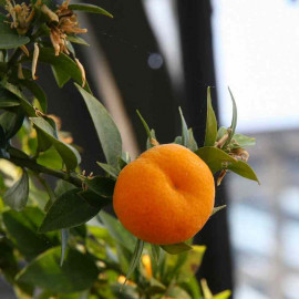 Citrus aurantium 'Myrtifolia' - Mandarinier chinois - Chinotto