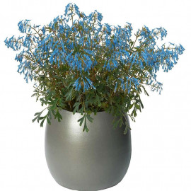Corydalis 'Porcelain Blue'® - Corydale bleue