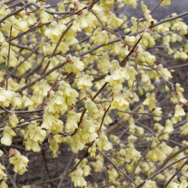Corylopsis pauciflora - Noisetier du Japon à fleurs jaunes