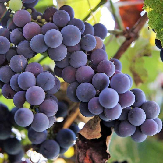 Vitis vinifera 'Isabella' *ZPd4 - Vigne isabelle à raisin au goût de framboise