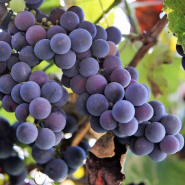 Vitis 'Isabelle Rouge' *ZPd4 - Vigne à raisin au goût de framboise