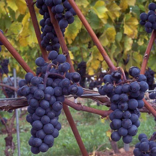 Vitis vinifera 'Marechal Foch' *ZPd4 - Vigne à raisins noirs résistante aux maladies